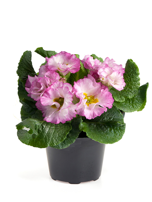 Primula 'Suze'