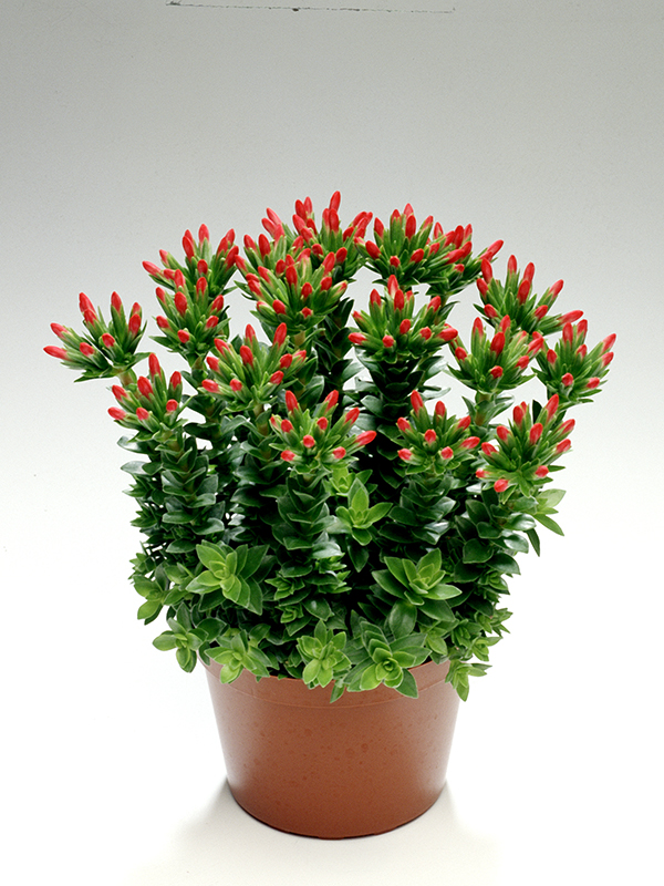 Crassula Coccinea