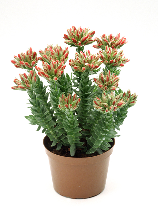 Crassula Rubin