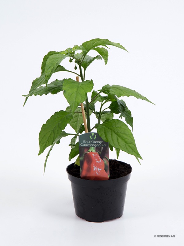 Bhut Orange CPH 12+