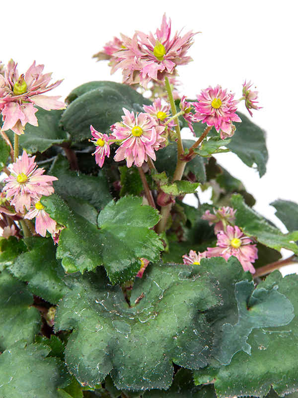 Saxifraga Akemi Closeup