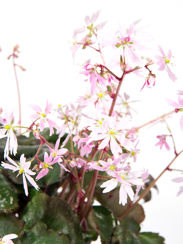 Saxifraga Akiko Closeup