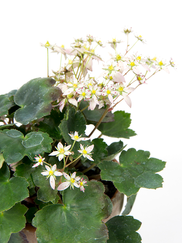 Saxifraga Ayano Closeup