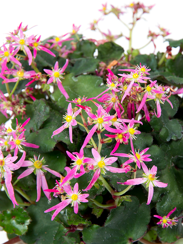 Saxifraga Kumiko Closeup