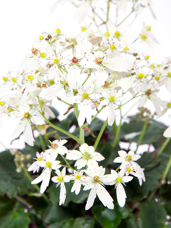 Saxifraga Miharo Closeup