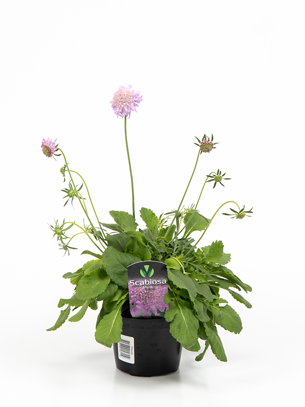 Scabiosa ochroleuca